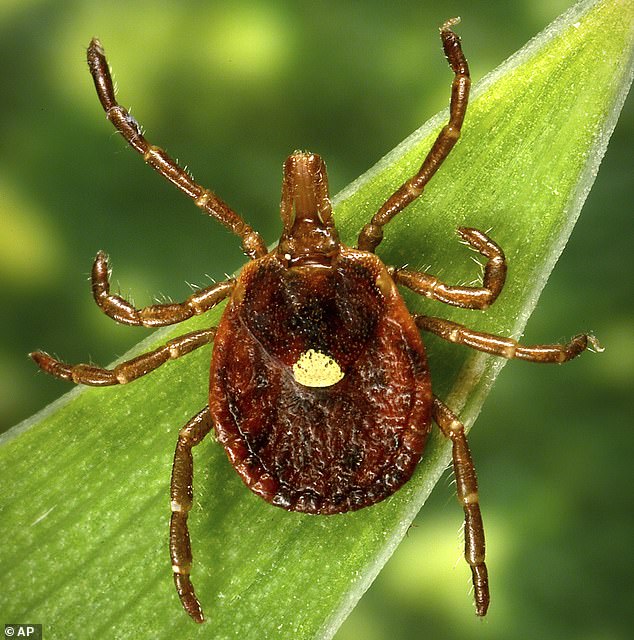 Experts raise concern about the increase of a puzzling tick-related disease spreading throughout the U.S.