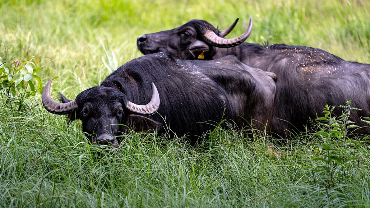 Farmer in Oklahoma dies after being attacked by water buffaloes bought a day earlier