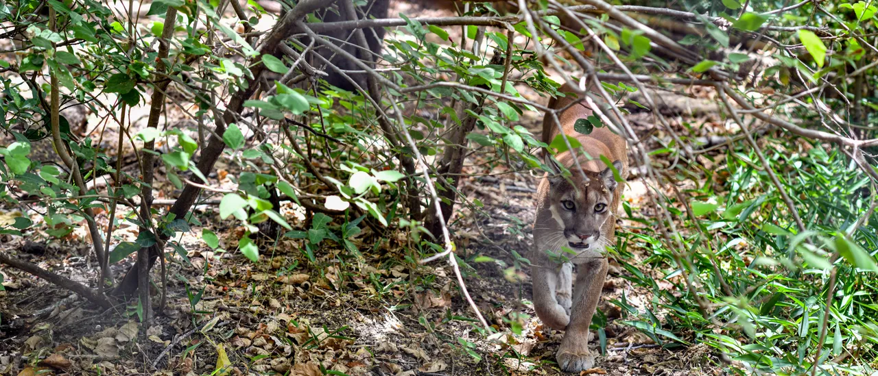 Father Honored As 'Hero' After Mountain Lion Assaults Child At National Park