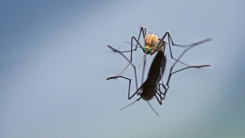 Five ways to make yourself less appealing to mosquitoes