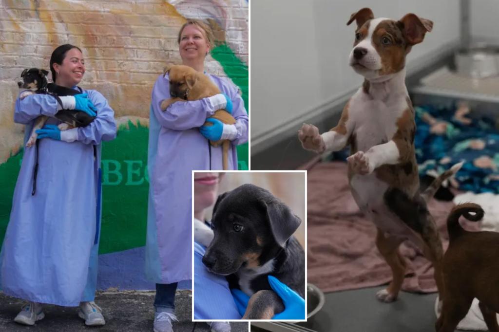 Flooded Texas puppies reach shelter in Chicago