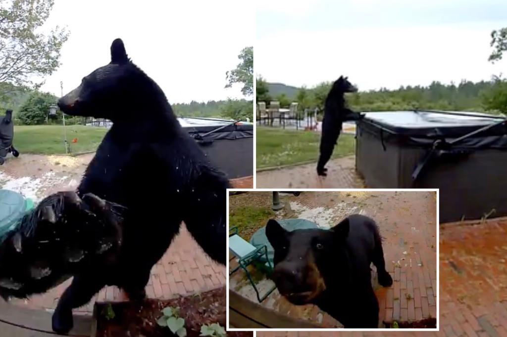 Friendly black bear surprises New Hampshire residents by ringing the doorbell before checking out the hot tub: video