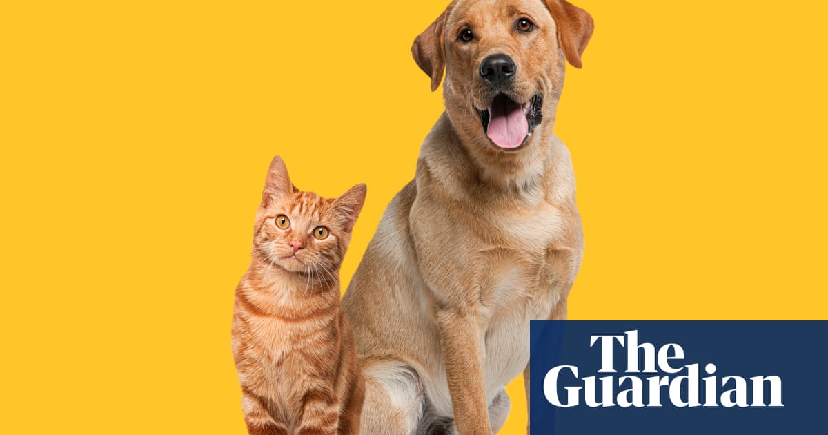 Having a dog or cat might help maintain certain brain abilities as we get older, research finds.