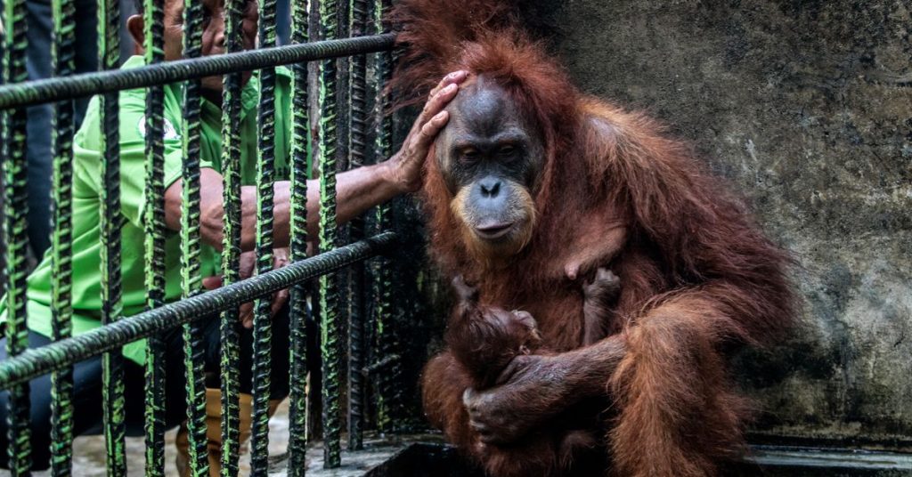 Help me clarify to my coworker that he can't defeat an orangutan in a fight.