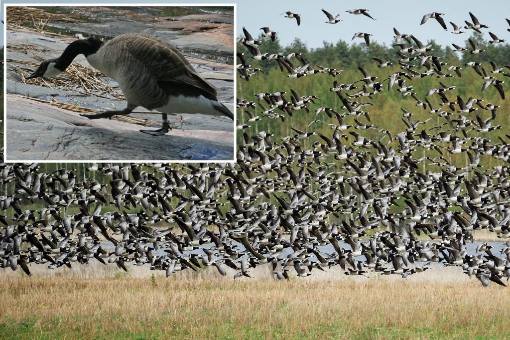 Hietsu Beach in Finland blanketed with a surprising amount of goose droppings
