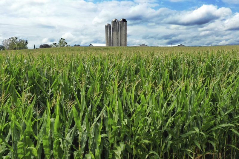 How corn sweat can increase the discomfort of a hot summer day