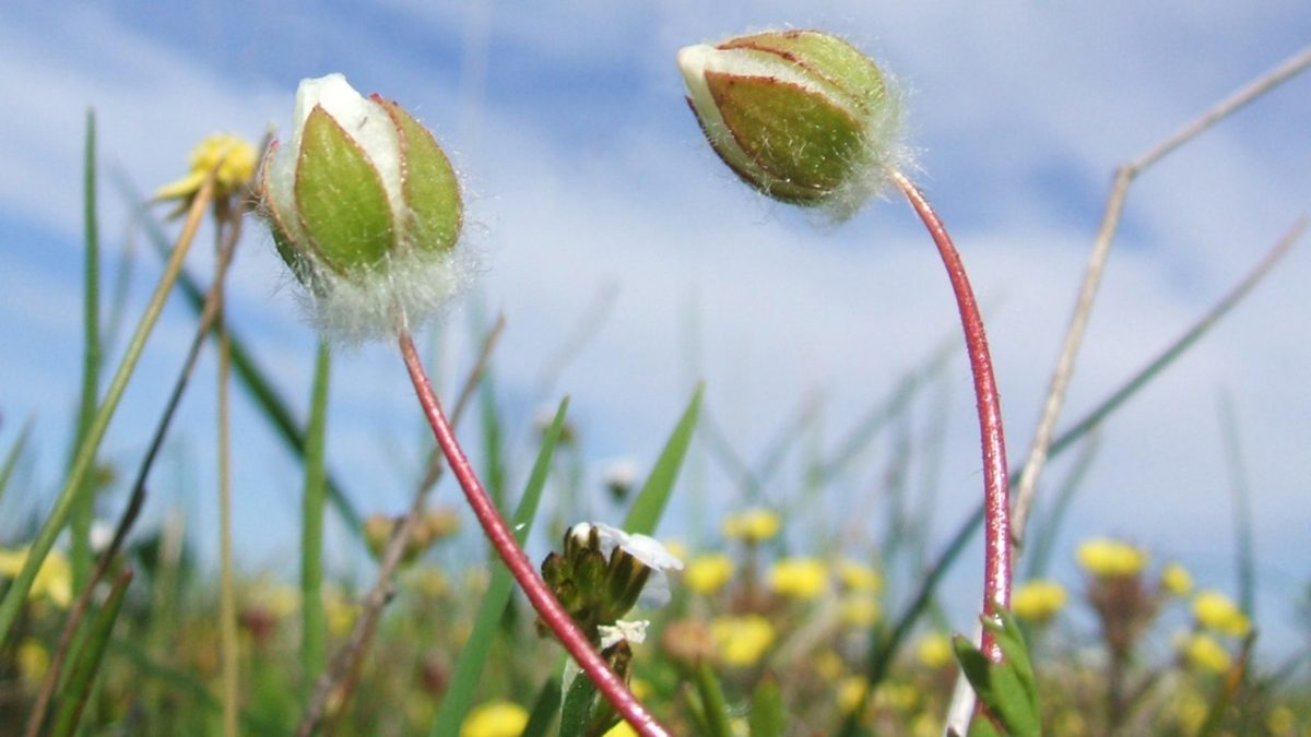 Judge halts California mixed-use development due to risks to flowers and other species