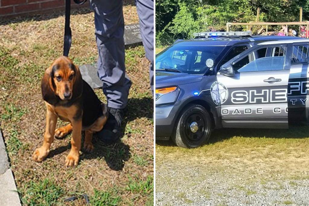 K-9 in Georgia dies after being left in a hot patrol car for too long