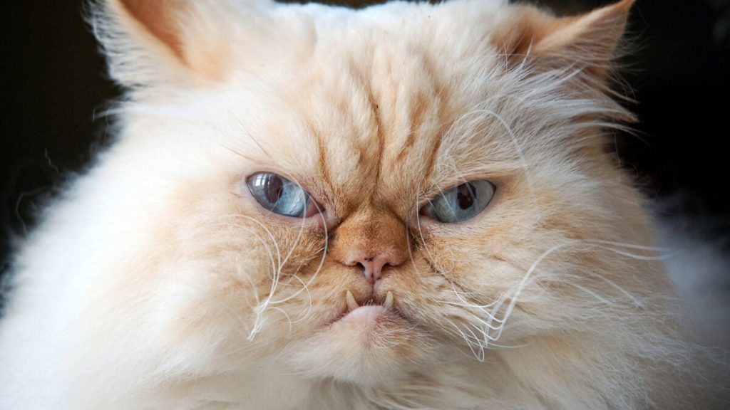 Kidney Transplant Patient Developed Extremely Uncommon Infection from Her Cat