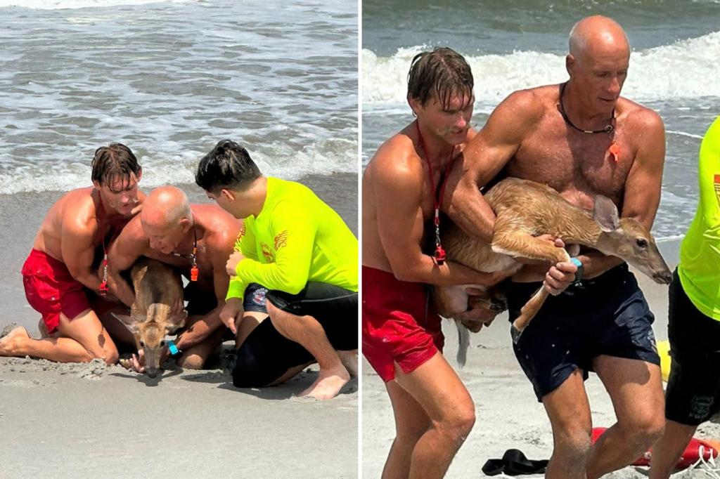 Lifeguards save deer from the ocean on Central Florida coast