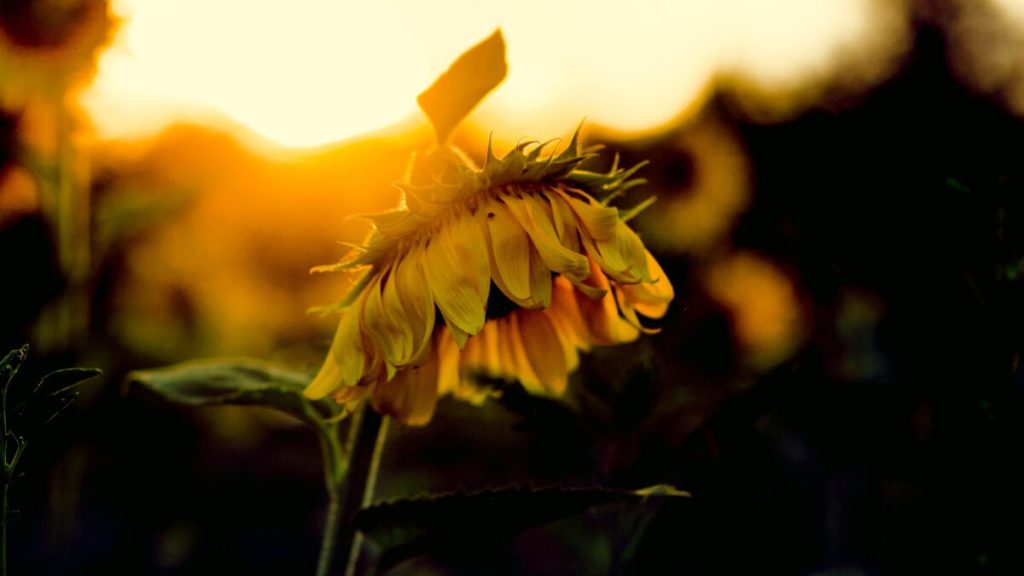 Men Born in the Summer Have a Higher Risk of Depression, Research Shows