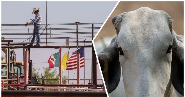 Mexico's President Says U.S. is Overstating After Livestock Border Closure Due to Screwworm Outbreak