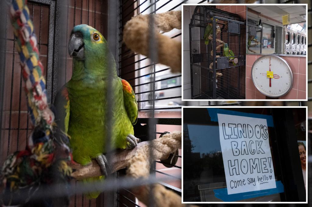 Missing cherished parrot unexpectedly comes back to NYC laundromat home, reunites with its feathered companion