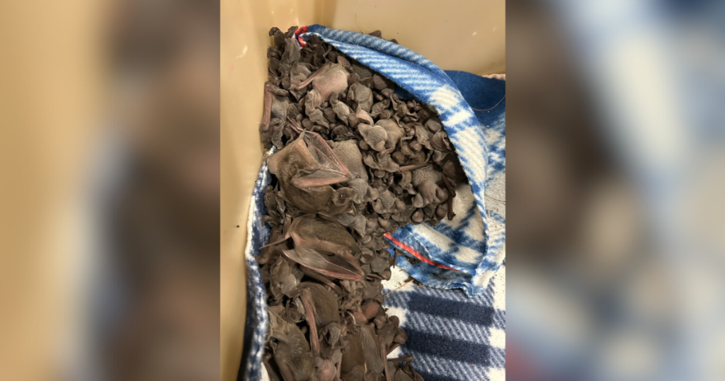 More than 100 baby bats discovered beneath a palm frond in Florida