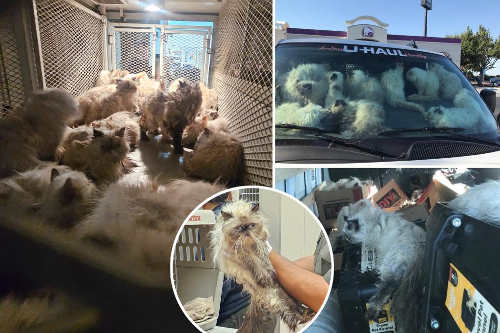 More than 100 cats discovered suffering in a California van; owner taken into custody on animal cruelty charges