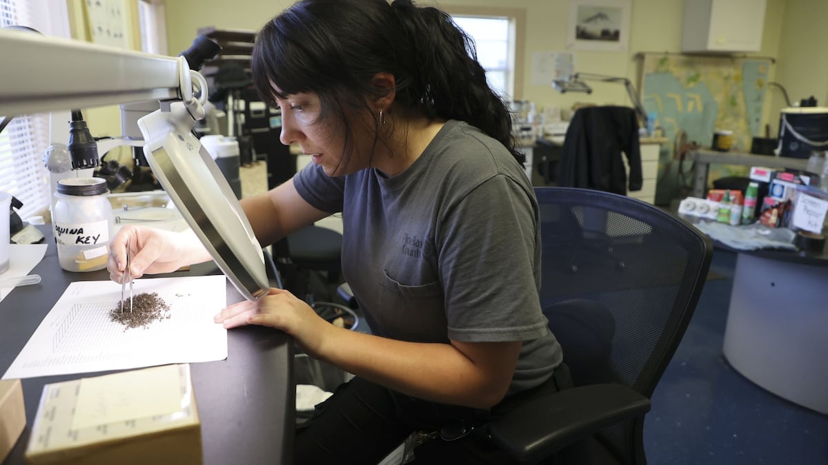 Mosquitoes are flourishing in Tampa Bay. A look at the efforts to keep them away.