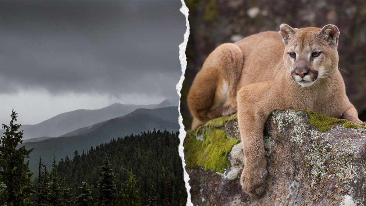 Mountain lion assaults 4-year-old in Olympic National Park, Washington