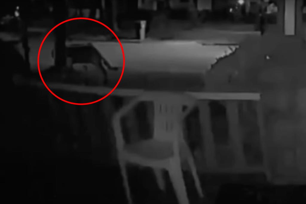 Mountain lion possibly spotted in this city in New York