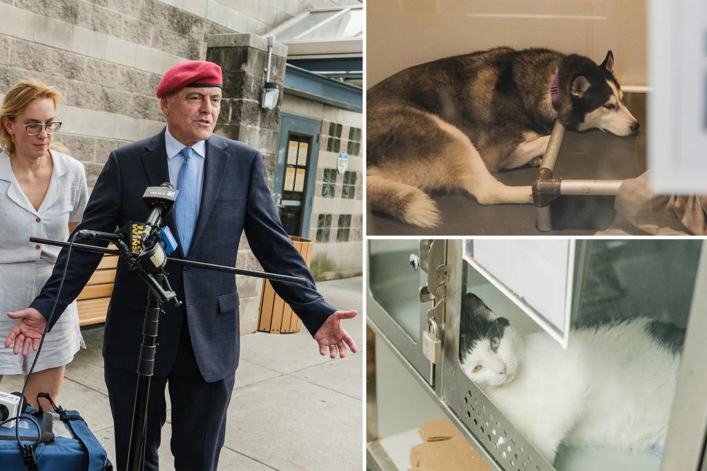 NYC animal shelters facing issues stop taking in pets because of overcrowding