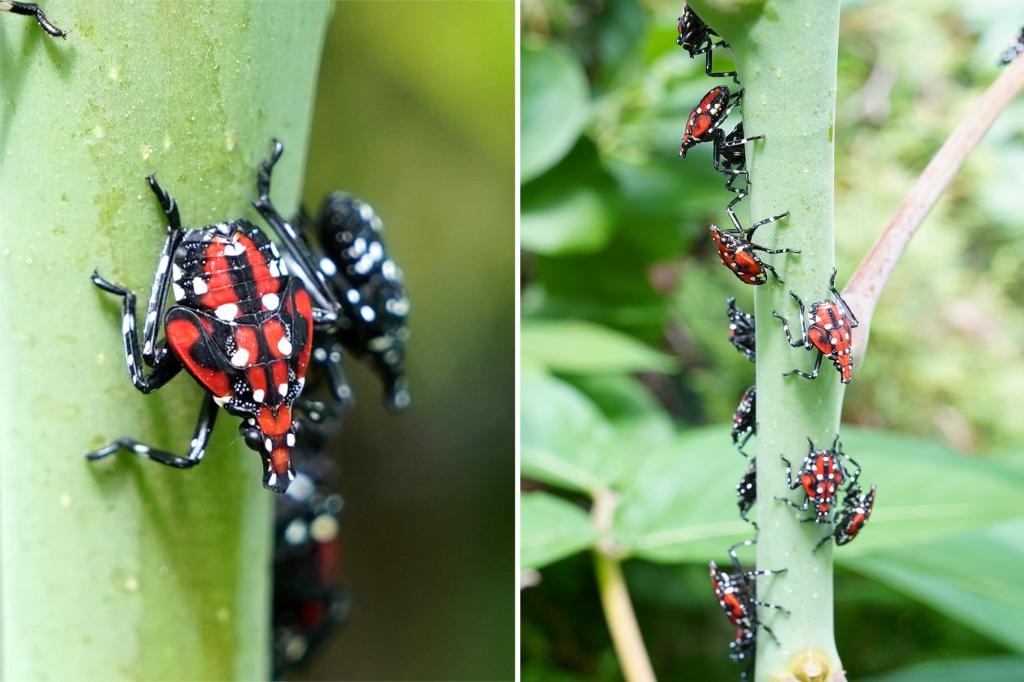 New York City is struggling in the battle against the lanternfly and probably never stood a chance.