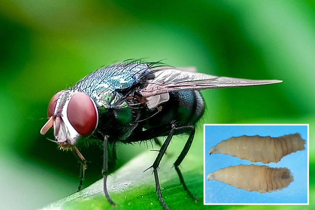 Outbreak of flesh-eating parasite in Mexico raises concerns in the US