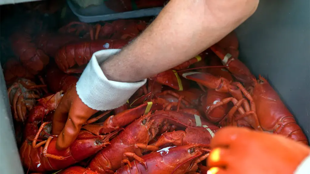 PETA files a lawsuit against Maine Lobster Festival for extreme cruelty in steaming.