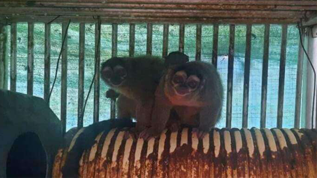 PETA praises Republican lawmakers for calling on NIH to stop animal testing abroad.