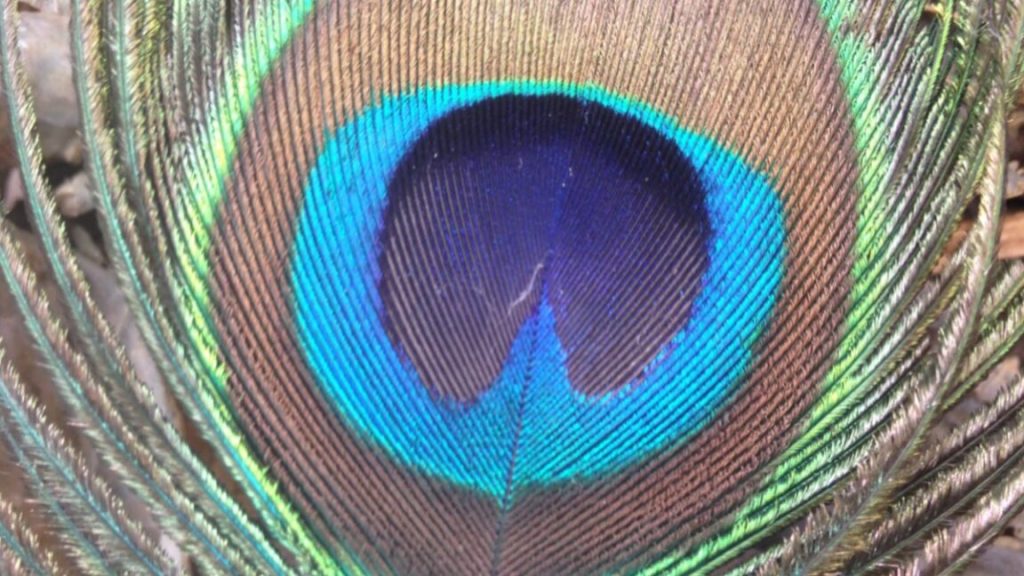 Peacock feathers can produce laser light.