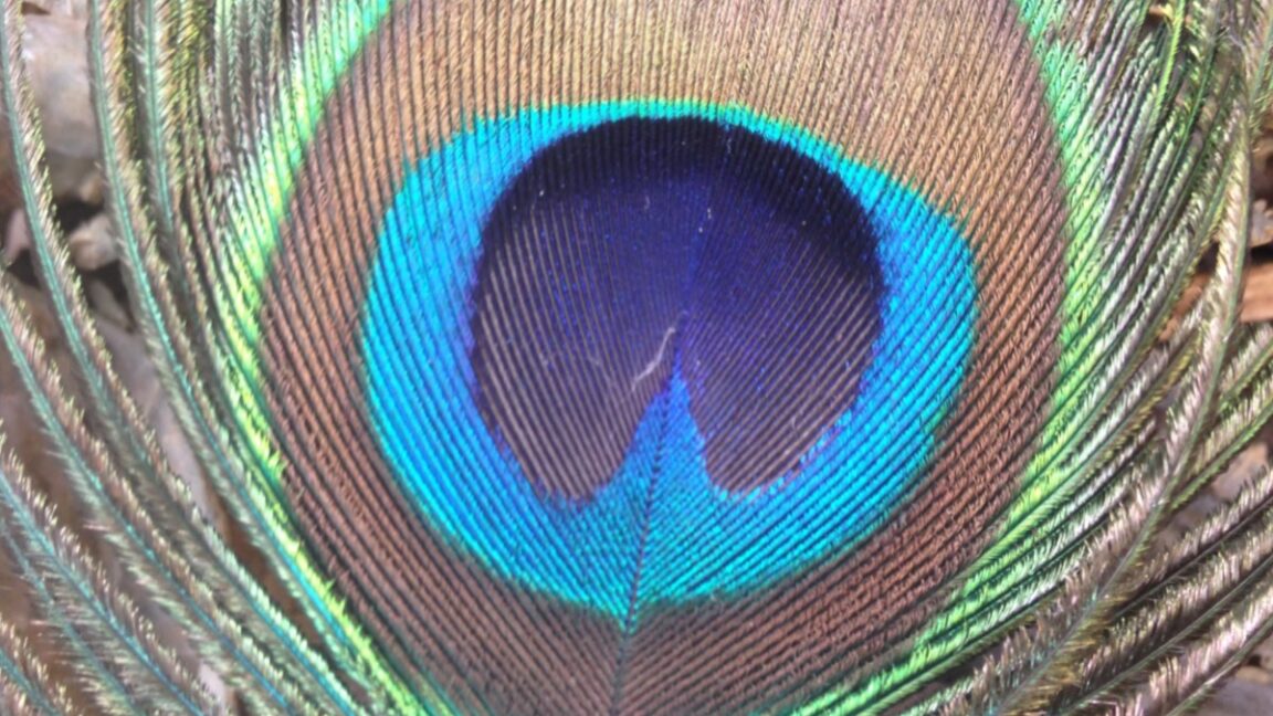 Peacock feathers can produce laser light.
