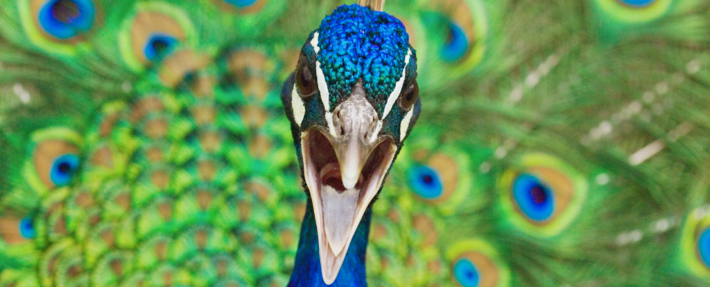 Peacocks Possess Lasers in Their Tails
