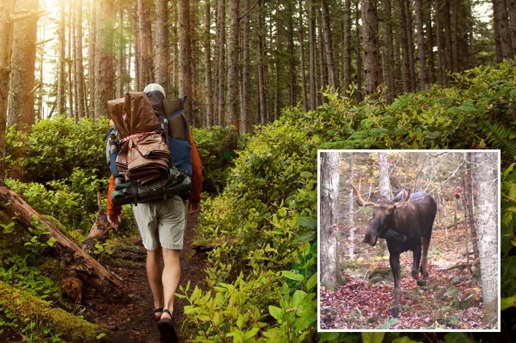 Persistent moose stays put, closing popular NY hiking trail for over a month