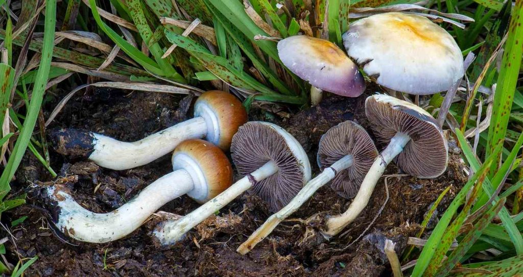 Psychedelic Mushrooms Cut Human Cellular Aging by 57% and Extended Lifespan in Mice by 30%