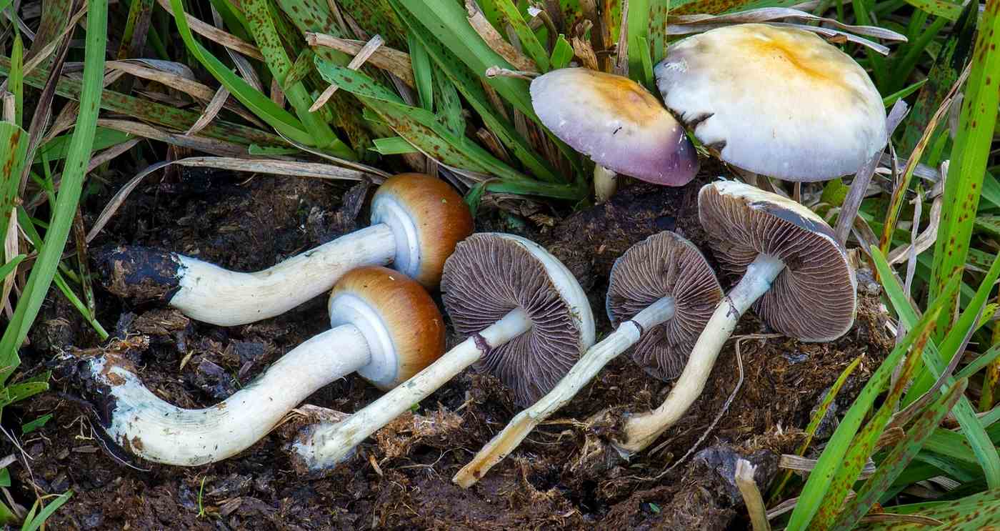 Psychedelic Mushrooms Cut Human Cellular Aging by 57% and Extended Lifespan in Mice by 30%