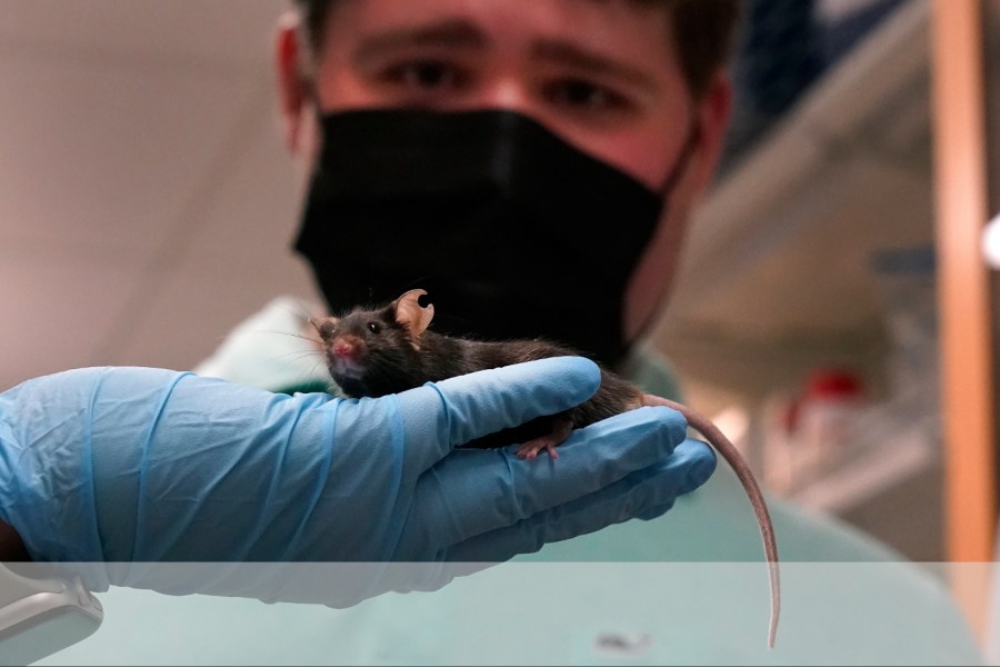Reducing animal testing will put human health at risk