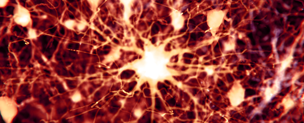 Researchers Discover 2 Current Medications Can Reverse Alzheimer's Brain Damage in Mice