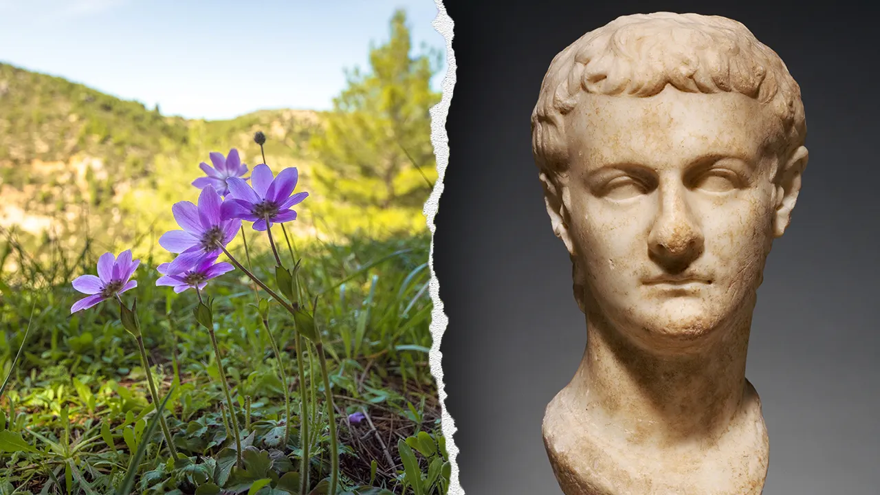 Study reveals that the harsh Roman emperor Caligula had unexpected understanding of medicinal plants.
