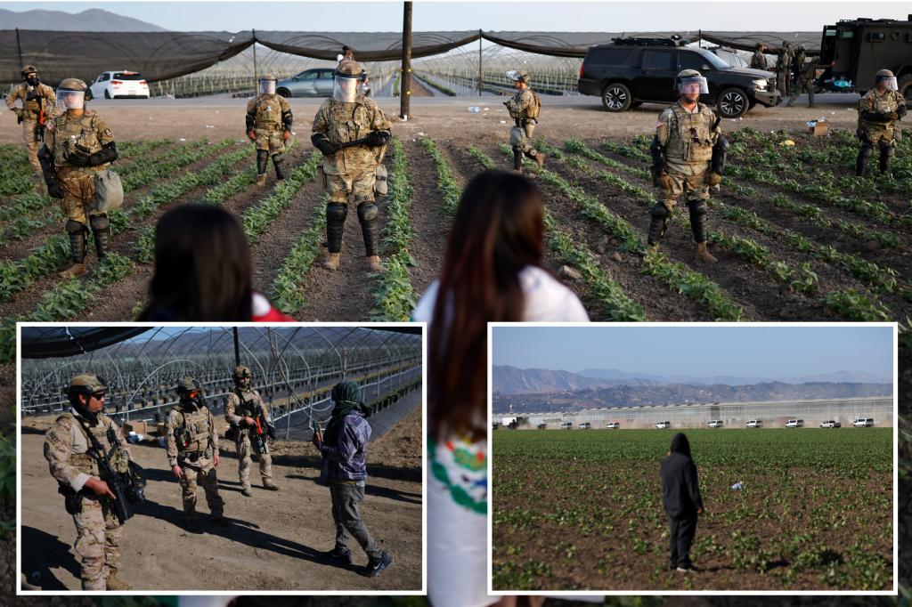 Ten undocumented migrant children discovered at a California marijuana farm as authorities begin an investigation into child labor.