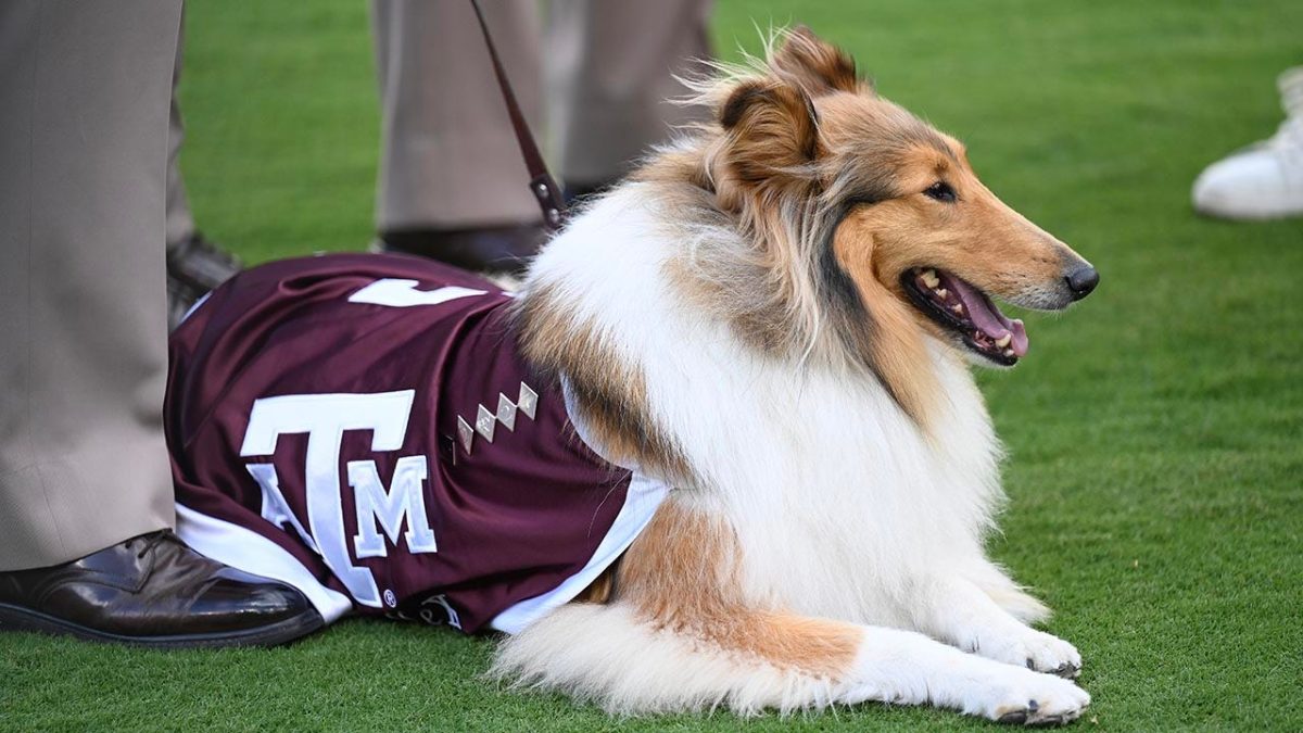 Texas A&M shares details about Reveille X's eye surgery and recovery plan