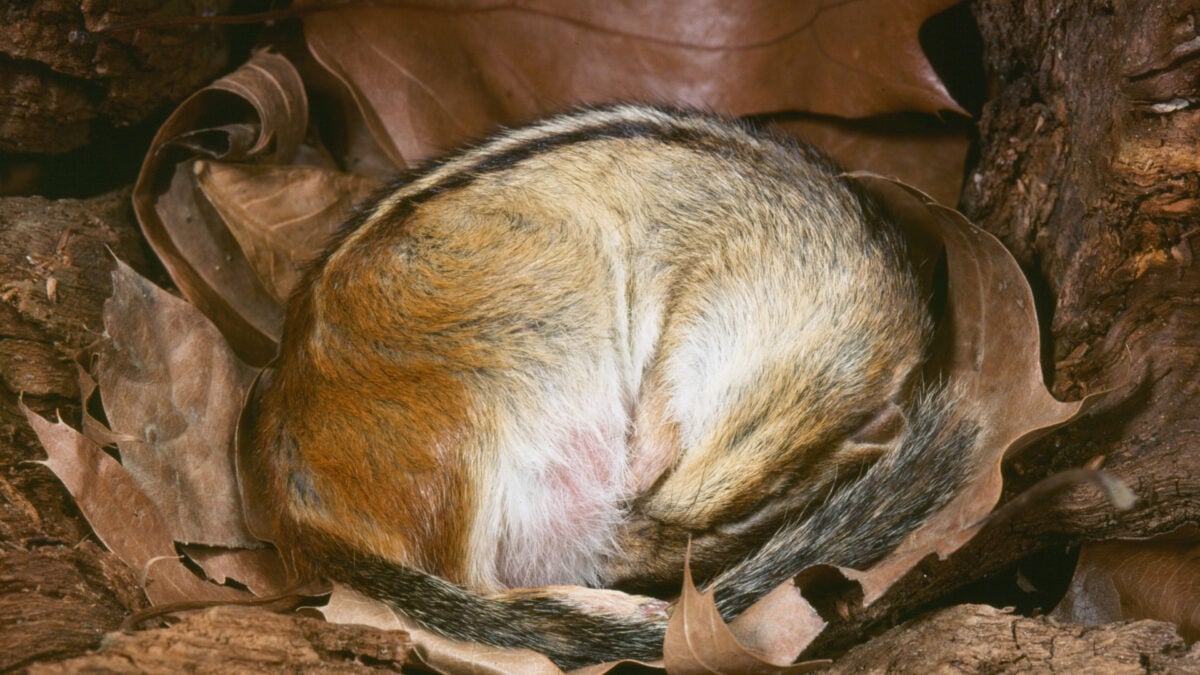 The Secret Healing Abilities of Hibernation May Be Contained in Our DNA