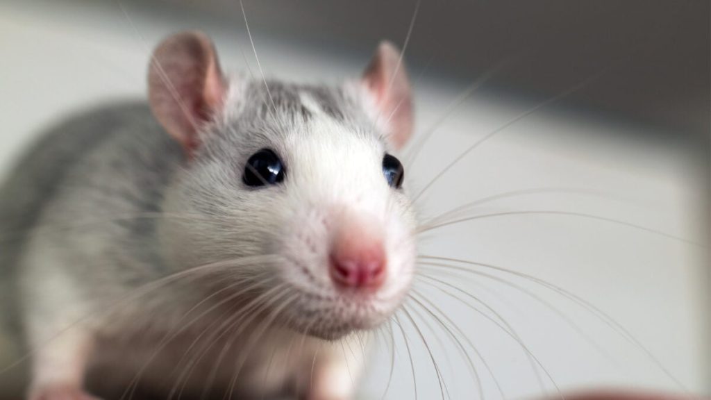 These Genetically Altered Mice Produce Their Own 'Ozempic'
