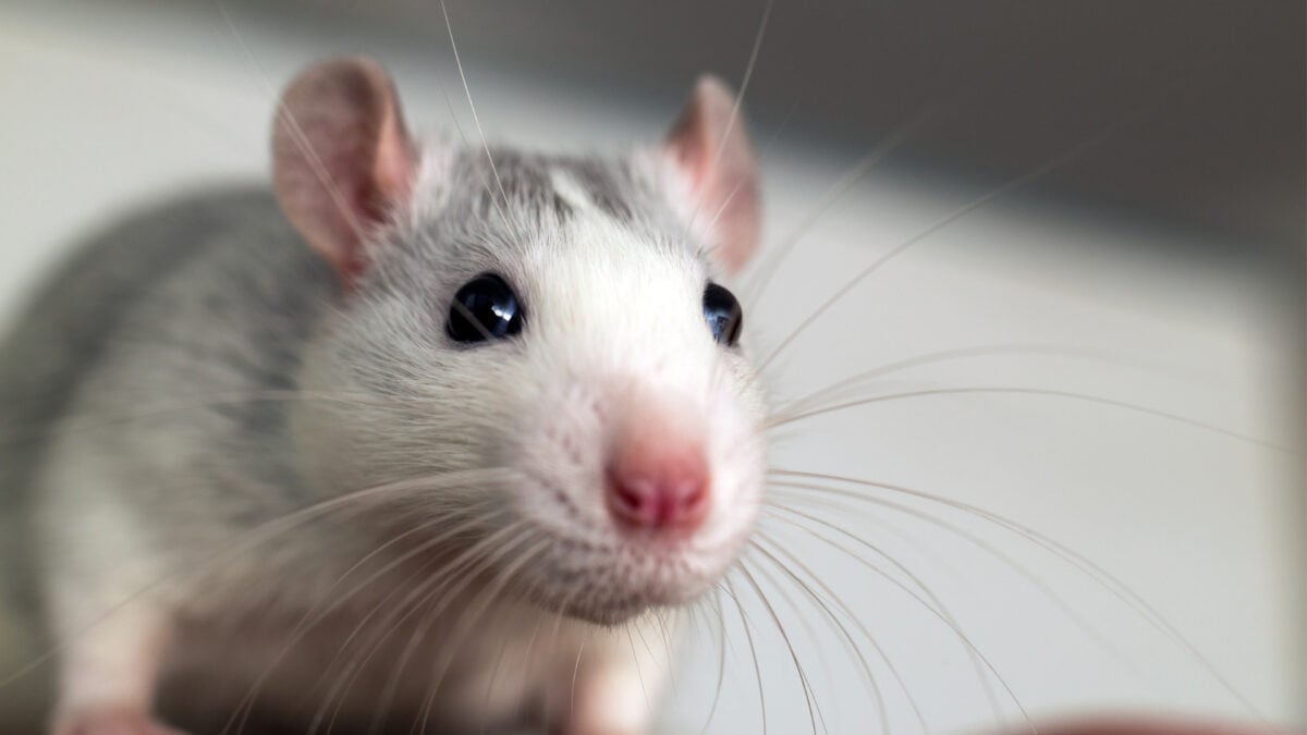 These Genetically Altered Mice Produce Their Own 'Ozempic'