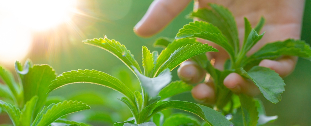 This Natural, Zero-Calorie Sweetener Might Help Fight Cancer