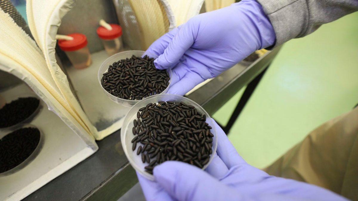 Threat of flesh-eating maggots leads to USDA plan for airdropping sterile flies