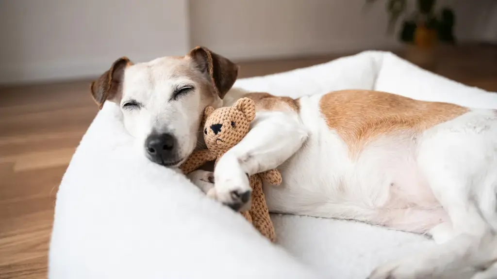 Treat your pet to these Prime Day deals.