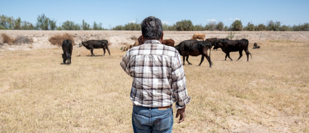 Trump Administration Intensifies Battle Against 'Flesh-Eating Parasite' Endangering US Cattle Industry