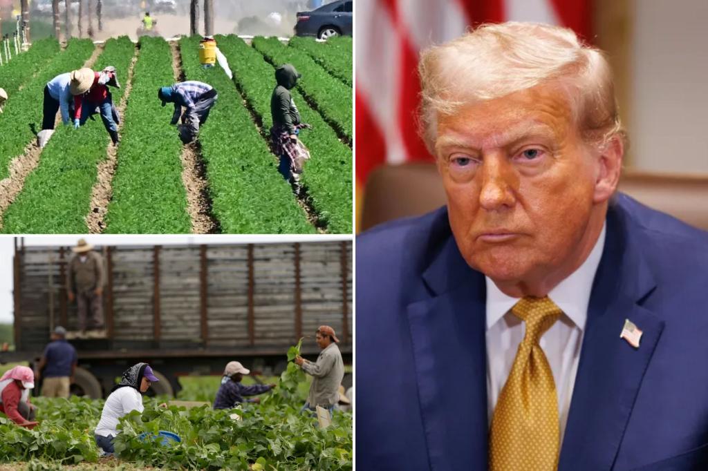 Trump claims there will be 'no amnesty' for migrant farmworkers while agriculture secretary suggests substituting them with Medicaid recipients.
