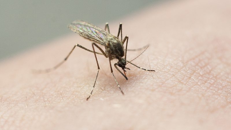 Two children in Tennessee are recovering from a rare mosquito-borne La Crosse virus.