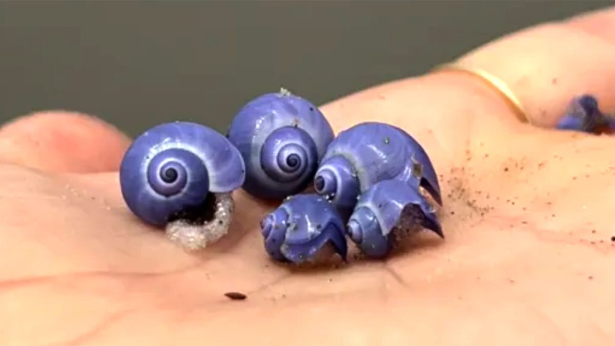Uncommon purple sea snail seen on La Jolla beach after being gone for years