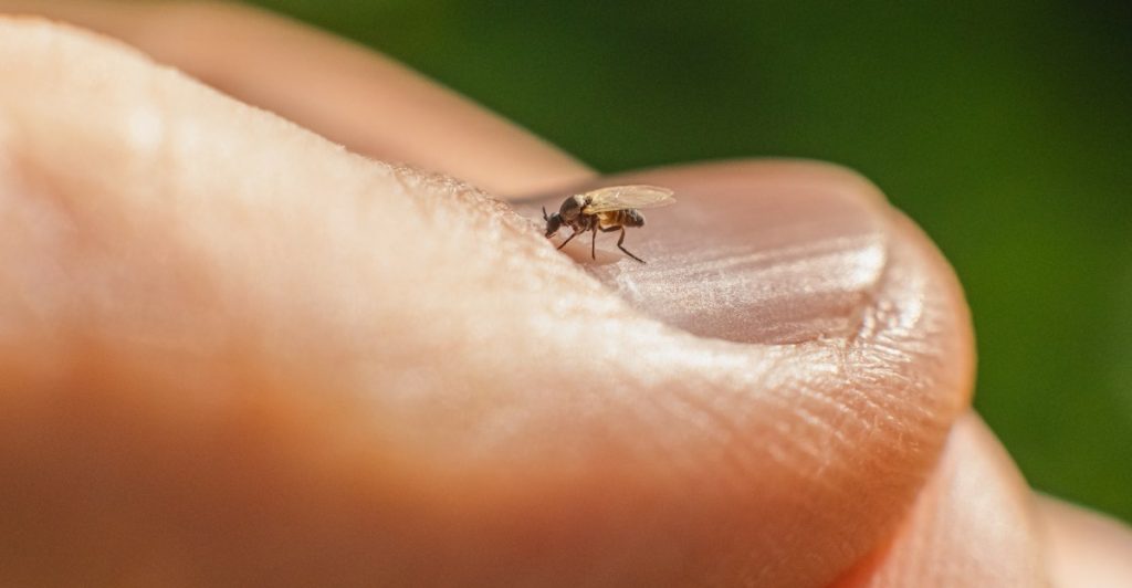 Understanding Oropouche fever, an emerging disease spread by insects