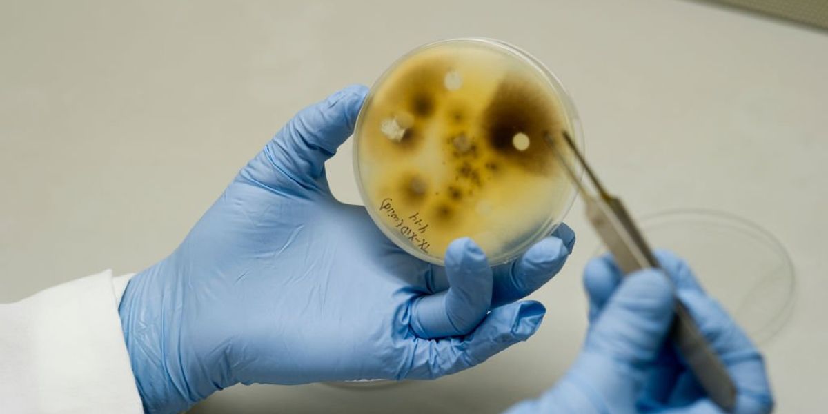 University of Michigan faces criticism over claims of Chinese scholars smuggling biological weapons.